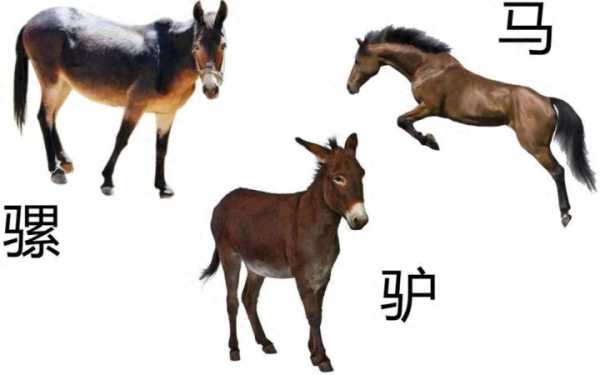 骡子和马的区别（骡子跟马哪个高大）