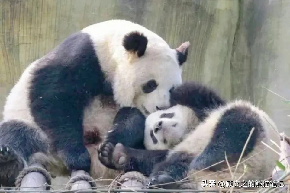 大熊猫花花没有妈妈了,大熊猫妈妈会主动离开孩子吗