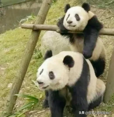 大熊猫花花没有妈妈了,大熊猫妈妈会主动离开孩子吗