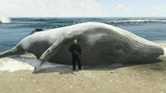 最大的动物是什么?有比蓝鲸更大的动物吗