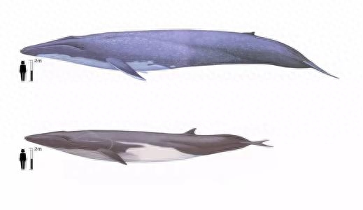 最大的动物是什么?有比蓝鲸更大的动物吗