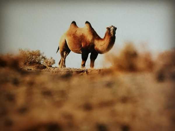 骆驼驼峰里储存的是什么?驼峰的主要作用是什么