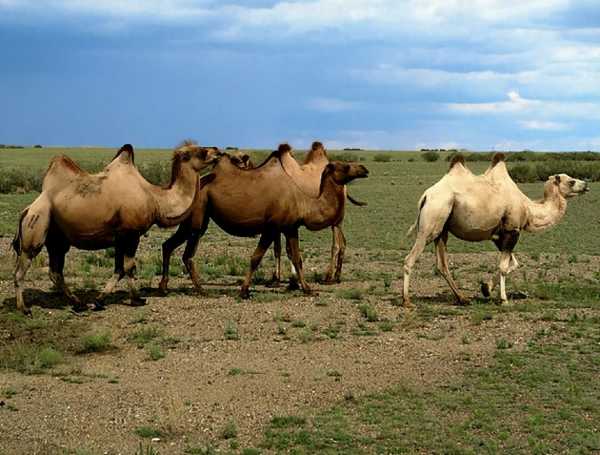 骆驼驼峰里储存的是什么?驼峰的主要作用是什么