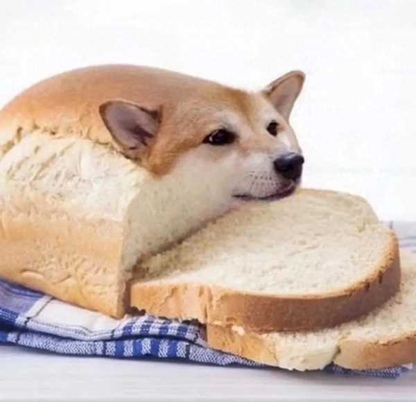 面包狗什么意思?面包狗的梗怎么回答