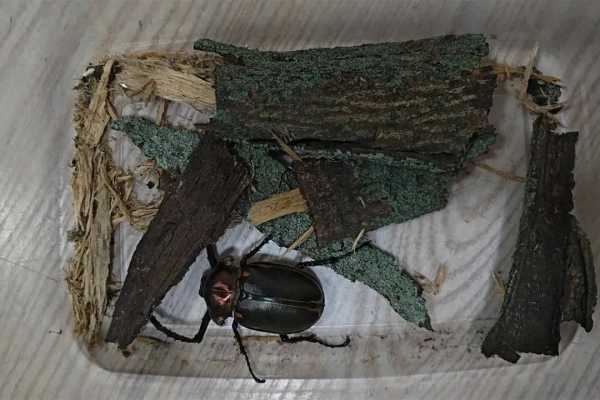 4名小学生发现41年前曾灭绝的甲虫
