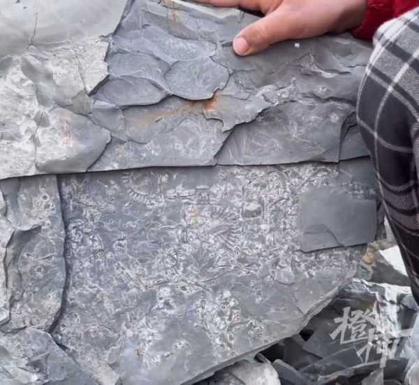 5岁男孩发现5亿年前古生物化石