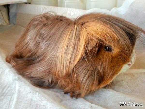 什么动物毛发最长?什么动物毛发最多