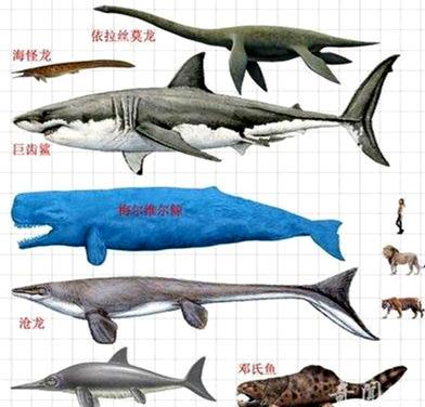 巨齿鲨的祖先是什么?巨齿鲨能吃蓝鲸吗