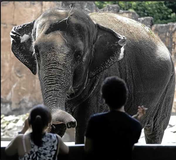 全球最孤独大象去世!被当成礼物送去菲律宾