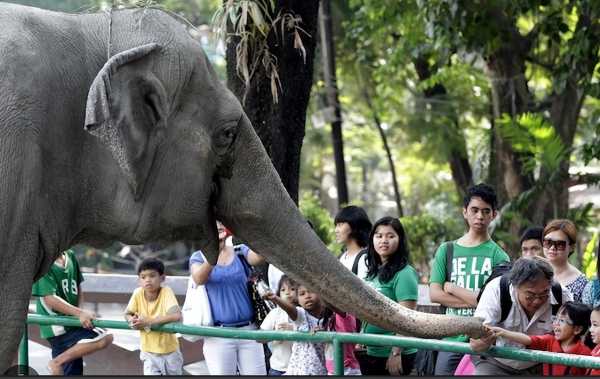 全球最孤独大象去世!被当成礼物送去菲律宾