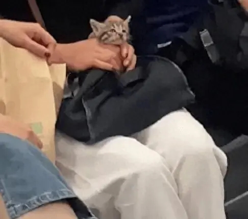 网友发视频称乘客带着小猫坐地铁