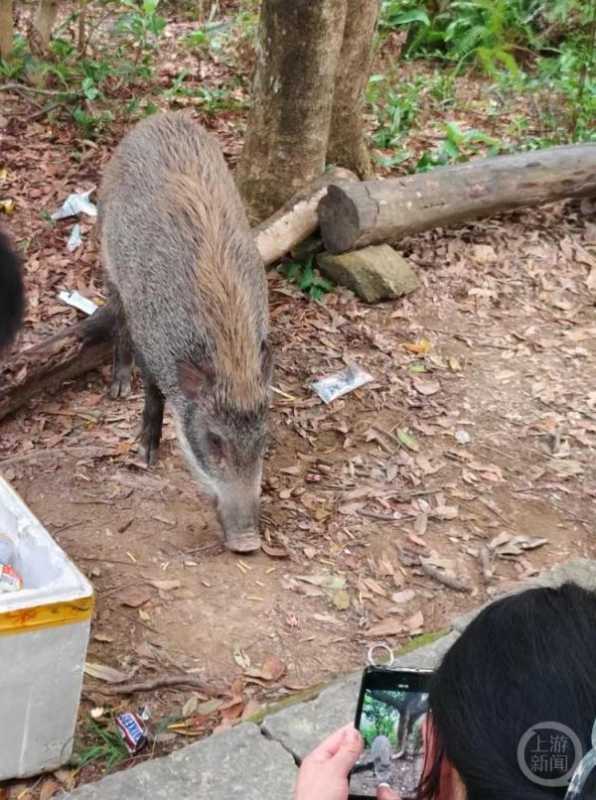 深圳一景区野猪被投喂成网红猪