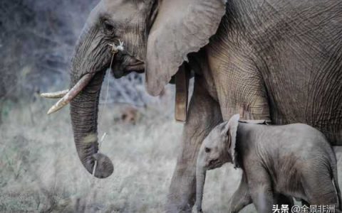 大象怀孕多久生产?大象怀孕几个月生产