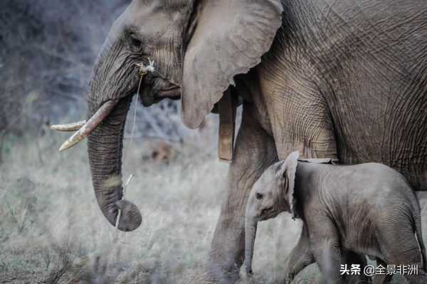 大象怀孕多久生产?大象怀孕几个月生产