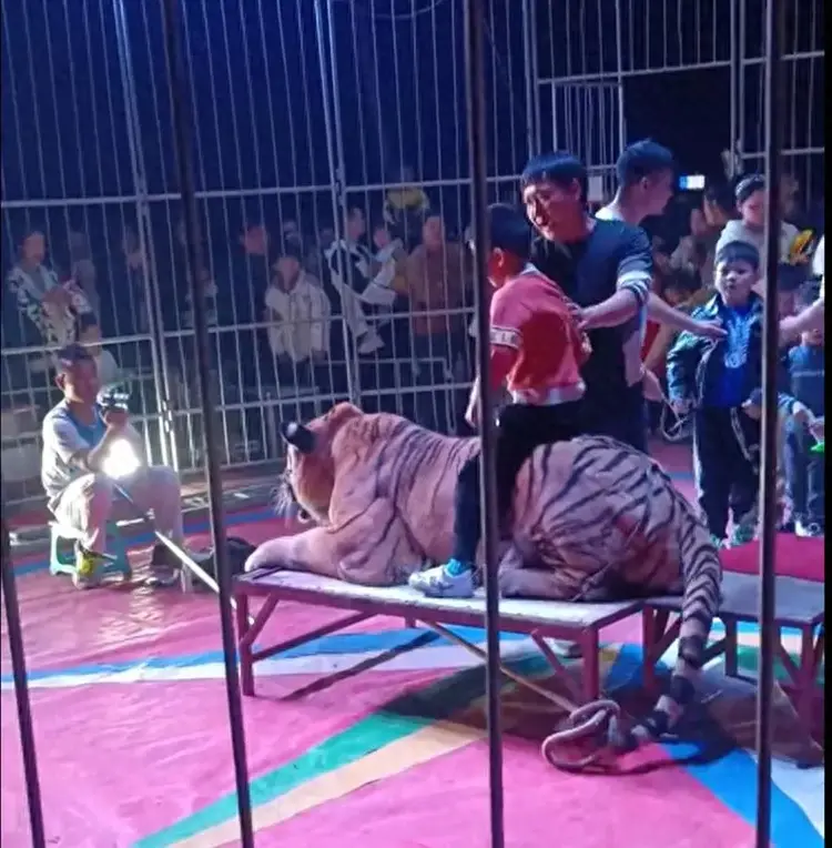 广西一马戏团让孩子骑老虎拍照