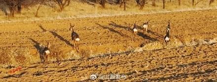 山西朔州平鲁区拍到6只野生狍子