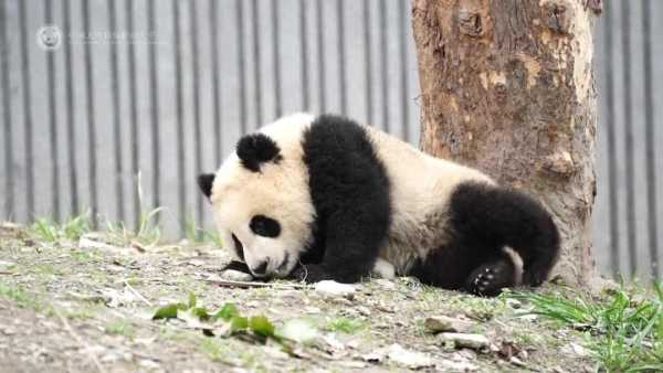 大熊猫青糍因病去世!一路走好