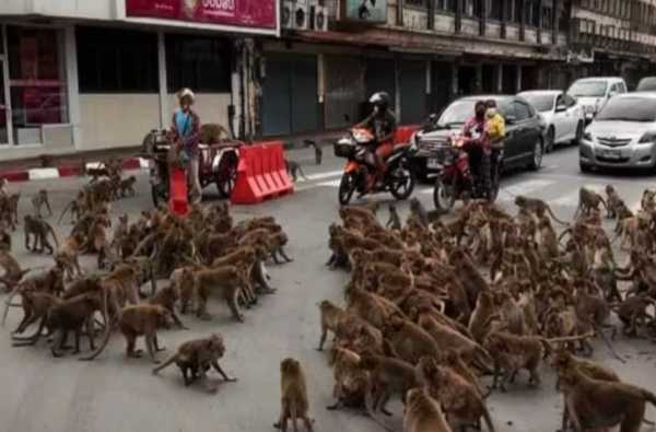 泰国数千只猴子打群架 泰政府:绝育
